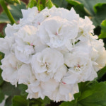 예쁜제라늄 K, Choi하얀로맨스 뽀롱마미 작품 한국제라늄 농장직송 모종 : 예쁜제라늄농장