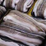 자연산 통영 장어 아나고 붕장어 하모 손질 바다장어 1kg : 바다에빠진농부