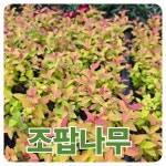 조팝나무묘목 삼색조팝나무 황금조팝 나무 조경수 가드닝나무(5주)_1세트 : 틔움해찬농원