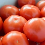 완숙 찰토마토 짭잘이 쥬스용 따옴농장 건달마토 : 바름다움