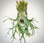 박쥐란 윌링키 (랜덤상품)  Platycerium willinckii : 티스투