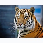 보석십자수 임인년 호랑이 멋진 수염 대형 비즈 큐빅 액자형 패브릭 동물 풍경 : 아트미니.