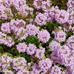 초록가든 백리향 3치화분 모종 야생화 꽃모종 : Greengarden
