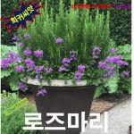 로즈마리 씨앗 15립 : 아뜨리에 썬