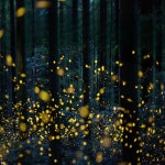 라이트 실외 레이저 홀로그램 반딧불 산책 길 조명 : 대성-상사