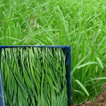 국내산 전남 부추 정구지 최상품 8kg 알뜰농장 : 대기상회