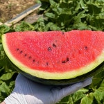 고당도 씨없는 수박 하우스 꿀수박 흑수박 : 과소담