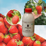효덕목장 수제 딸기요거트500ml(4병) : 콩쥐각