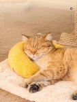 펫 침대 일반용 정상규격 잠자기 고양이 1. Collection plus purchase priority delivery : 블루26호점