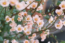 마스크플라워 (가면꽃) 살구색 씨앗 50립 소포장 : 모야모가든센터