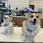 블루 케이프 강아지 S 스카프 레이스 : 진심양품