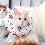 푸근한잡화점 도넛 쿠션넥카라 뉴욕스타 S 고양이목커버 고양이암컷중성화 : 푸근한잡화점