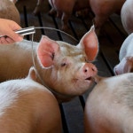 돼지 포수 내구성 강철 와이어 농장 가축 장비 디자인 효율적인 사용 태깅 도구 기본 : 에이치에스라이프몰39