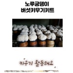 P0000GZR 노루궁뎅이버섯키우기- 2개묶음-면세 2개 : 계곡주반