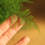 풀밭 아스파라거스 나누스 키우기쉬운식물 음지식물 집들이 선물 돌화분 : poolbatt