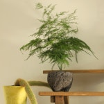 풀밭 아스파라거스 나누스 키우기쉬운식물 음지식물 집들이 선물 돌화분 : poolbatt