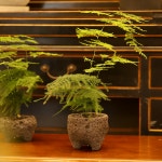 풀밭 아스파라거스 나누스 키우기쉬운식물 음지식물 집들이 선물 돌화분 : poolbatt