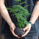 풀밭 아스파라거스 나누스 키우기쉬운식물 음지식물 집들이 선물 돌화분 : poolbatt