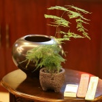 풀밭 아스파라거스 나누스 키우기쉬운식물 음지식물 집들이 선물 돌화분 : poolbatt