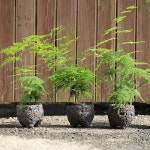 풀밭 아스파라거스 나누스 키우기쉬운식물 음지식물 집들이 선물 돌화분 : poolbatt