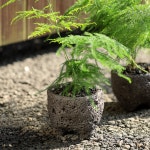 풀밭 아스파라거스 나누스 키우기쉬운식물 음지식물 집들이 선물 돌화분 : poolbatt