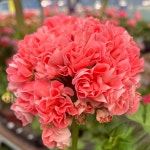 예쁜제라늄 K, 화인린 민서서율맘 작품, 한국제라늄 농장직송 모종 : 예쁜제라늄농장