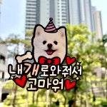 내개로와줘서고마워(강아지 반려동물토퍼 케이크토퍼 강아지생일) : 모쿠또모쿠