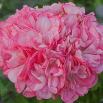 예쁜제라늄 K, J시크롤리, 뽀롱마미작품, 한국제라늄 농장직송 모종 : 예쁜제라늄농장