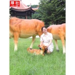 황소 조형물 조각상 한우 소 동상 정육점 황소조형물 축제 농장 : 양양직구