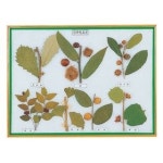 사이언스119 건과일표본 /JS-5261 : 사이언스119