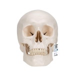 3B Scientific A20 Classic Skull 3-part - Smart Anatomy : 하다고 4호