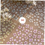 1+1 벚꽃 네일스티커 5종 : 씨유니마켓