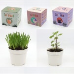 캣그라스 고양이풀 새싹 캣닢키우기 세트 밀싹 고양이캣잎 귀리싹 고양이 씨앗 : 오또또몰
