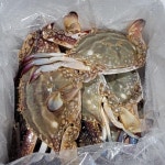 산지직송 서해안 제철 생물 알배기 활 암꽃게 1kg 4-6미 : 하루미르 농장