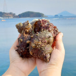 국내산 뿔소라 1kg 중 : 지투지샵