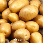 햇감자 5kg 10kg 두백 수미 감자 알감자 포슬 대용량 : 농부의 발소리