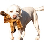 Tailfin Sports Inc Premium Plush Major Moose Dog Toy : 그레이샵3