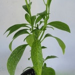 야래향 자스민 향기좋은 꽃 소품 생화 화분 벌레퇴치 모기쫓는 야래향나무 A08 : 그린일상