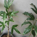 묘목/황칠나무  IR179 : 느티나무아래