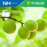옥과농협 초록 청매실 대 (2.9cm 이하) 5kg : 쇼핑엔티