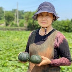 제주 미니단호박 보우짱 미니밤호박 고당도 현선농장직송 제철간식 : 현선농장