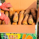 도하네농장 국산 제주 당근 구좌 흙 당근 주스용 햇 5kg 10kg 산지직송 : 도하네농장