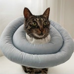 반려동물 부드러운 넥카라 애견 강아지 고양이 보호대 : 정다운가게2