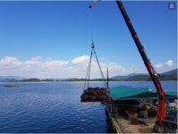 통영 제철 비단 홍 가리비 2kg 세척 조개구이 : 통영금빛바다