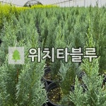 편백나무 묘목 위치타블루 키60cm내외 2리터 포트 : 목림원예