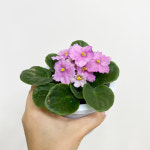 대성식물 아프리칸 바이올렛 꽃피는 공기정화식물 플랜테리어 : 대성식물