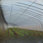 농업용 비닐하우스 정원 농사 덮개 텃밭 온실 단일 항목 : 띵스홀릭