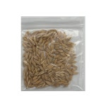 새싹 보리 씨앗 : 사이언스 팰리스