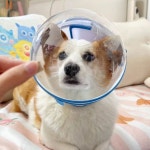 어질리티터널 도그 스포츠 핸디 훈련소 장애물 기구 : 농비투