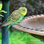 태양광분수 미니분수대모터 태양열분수대 분수 태양열 : 신비로운마트